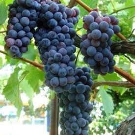 Виноград Черный жемчуг в Люберцые