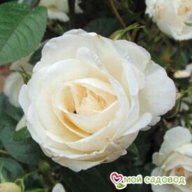 Роза Спрей белый в Люберцые