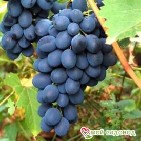 Ароматный и сладкий виноград “Августа” в Люберцые