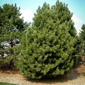 Сосна Чёрная (Pinus Nigra) в Люберцые