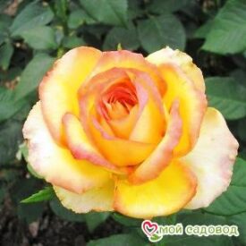 Роза Восходящее Солнце в Люберцые