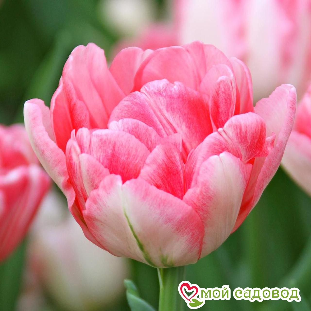 Тюльпан Фокстрот (Махровые ранние)