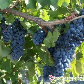 Виноград Рубиновый Магарача в Люберцые