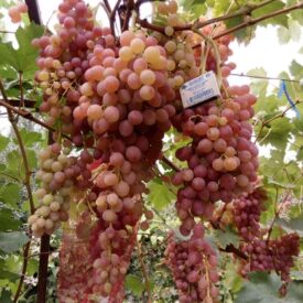 Виноград Лучистый в Люберцые