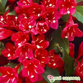 Вейгела цветущая “Ред Принц” в Люберцые