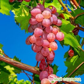 Виноград Лидия (Розовая Изабелла) в Люберцые