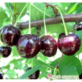 Саженцы вишни – Чудо-вишня в Люберцые