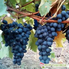 Виноград Молдова в Люберцые