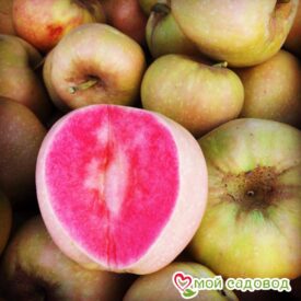 Яблоня Розовый жемчуг в Люберцые