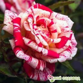 Роза чайно-гибридная Папагено в Люберцые