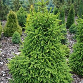 Ель обыкновенная (Picea abies) в Люберцые