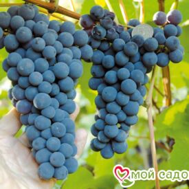 Виноград Амурский синий в Люберцые