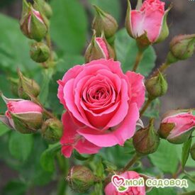 Роза Спрей розовый в Люберцые