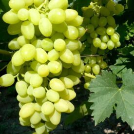 Виноград Осенний крупноплодный в Люберцые