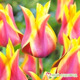 Тюльпан лилиецветный Баллада Дрим в Люберцые