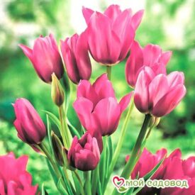 Тюльпан многоцветковый Пурпл Букет в Люберцые