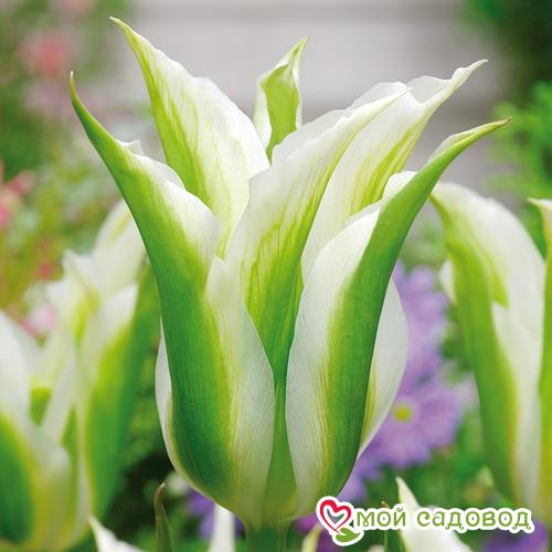 Тюльпан зеленоцветный Уайт Спринг Грин