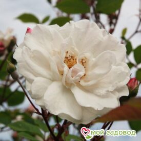 Роза Белый каскад в Люберцые