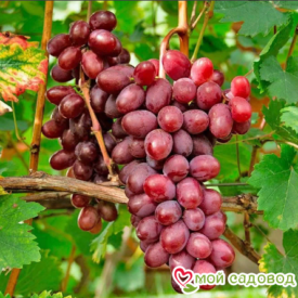 Виноград Виктория винная в Люберцые