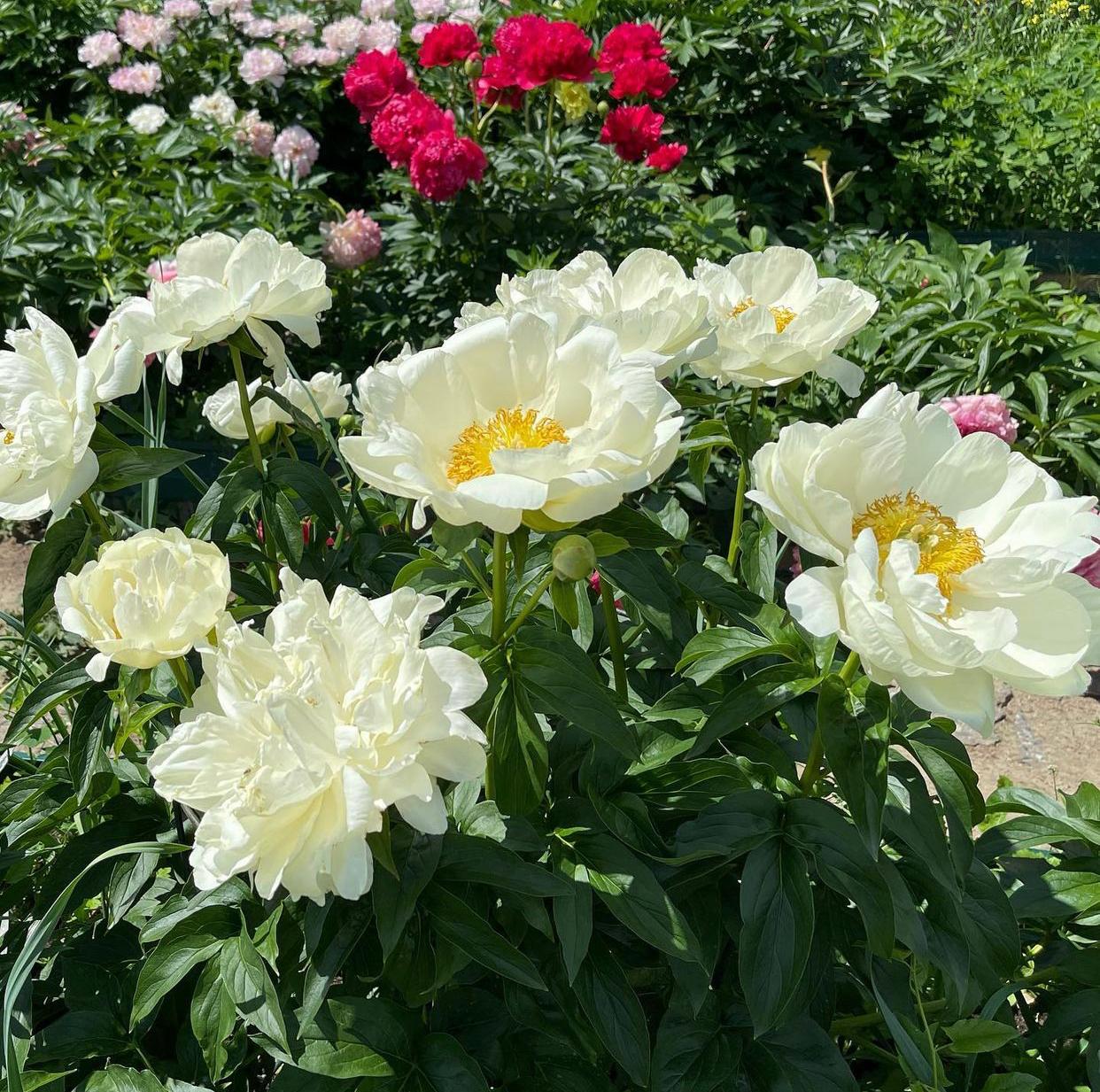 Пион Прейри Мун