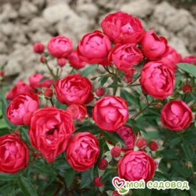 Роза полиантовая Морздаг Ред (Morsdag Red) в Люберцые
