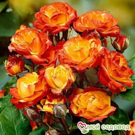 Роза полиантовая Румба (Rumba) в Люберцые