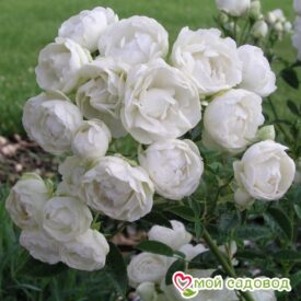 Роза полиантовая Морздаг Уайт (Morsdag White) в Люберцые