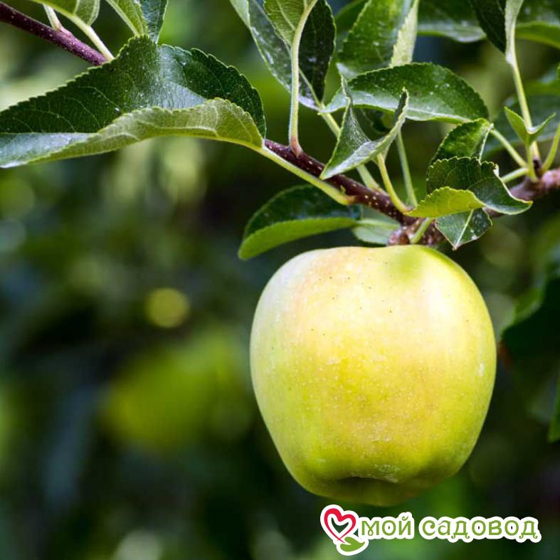 Яблоко-груша Голден Делишес