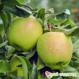 Яблоко-груша Голден Делишес в Люберцые