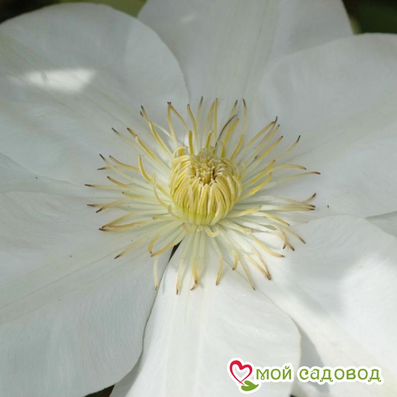 Клематис МЭРИ-КЛЭР