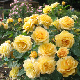 Роза парковая Чайнатаун в Люберцые