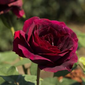 Роза чайно-гибридная Олд Ромео в Люберцые