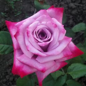 Роза чайно-гибридная Парадиз в Люберцые