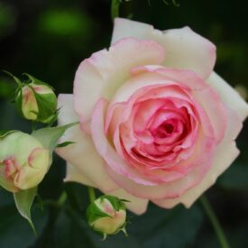 Роза чайно-гибридная Дольче Вита в Люберцые