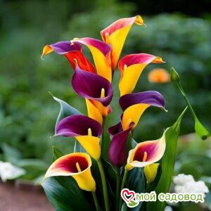 Калла Кристалл