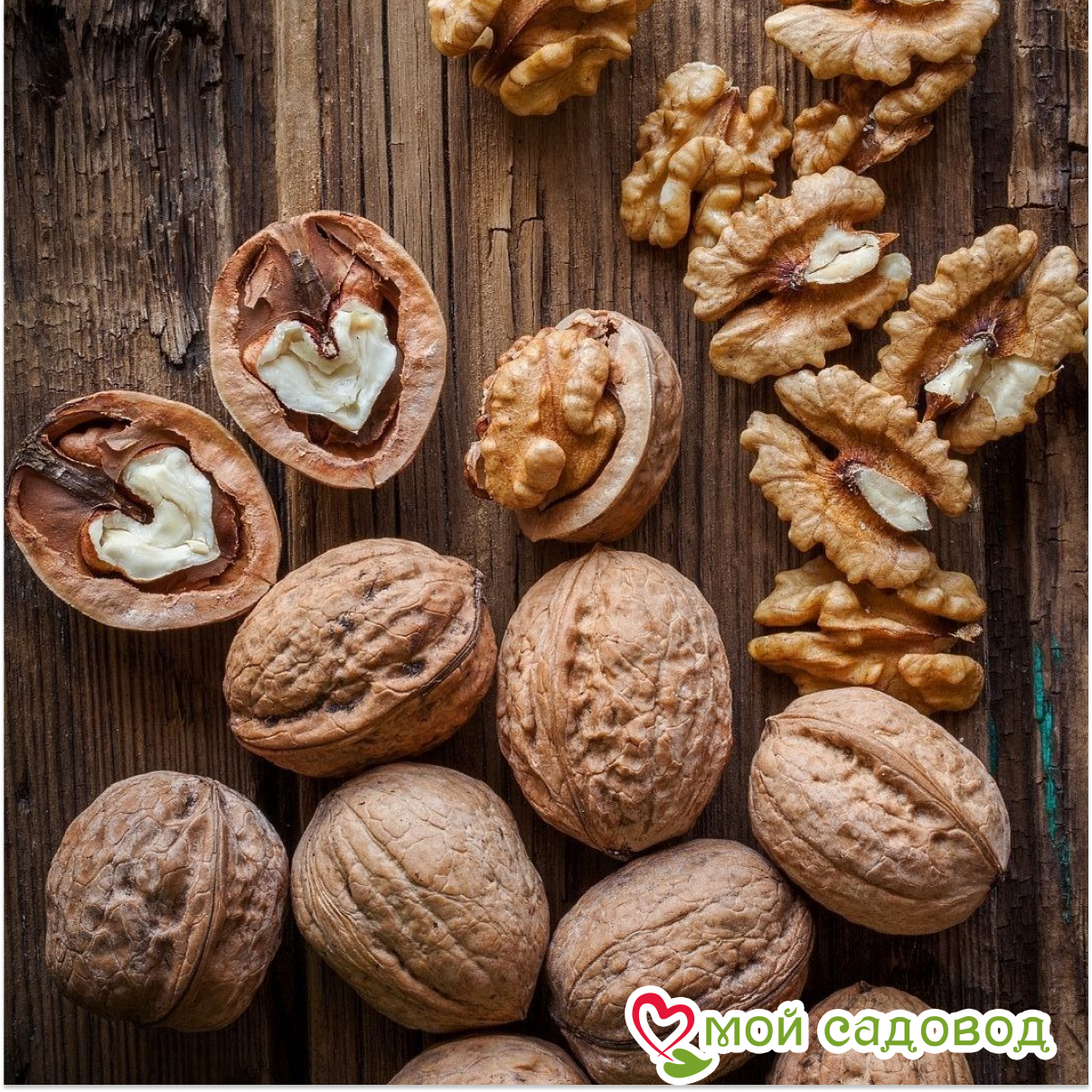 Грецкий Орех Богряный